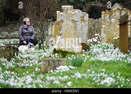 Southease, East Sussex 15 febbraio 2017. Un tappeto di bright white snowdrops nella Chiesa Southease cimitero schiarire un ottuso nuvoloso giorno nel Sussex. Credito: Peter Cripps/Alamy Live News Foto Stock