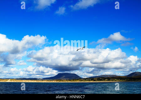 Un gabbiano solitario vola su acqua con Muckish mountain in background Foto Stock