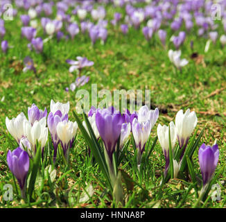Bianco e viola crocus fiori in primavera. Foto Stock