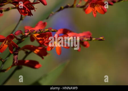 Crocosmia lucifer red pianta perenne. (Montbretia) Foto Stock