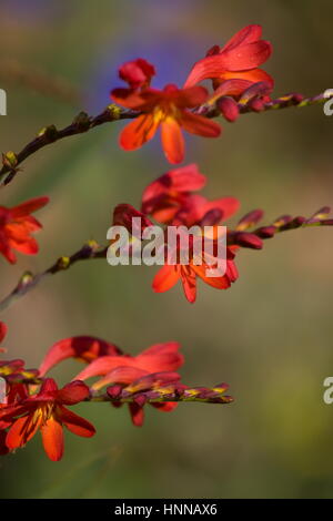 Crocosmia lucifer red pianta perenne. (Montbretia) Foto Stock