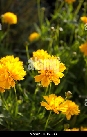 Coreopsis grandiflora sunray (Tickseed) Foto Stock