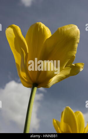 Tulipani gialli Tulip bellona contro il cielo blu Foto Stock