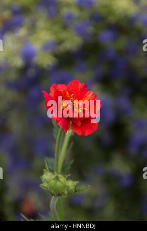 Geum onorevole Bradshore rosso (Avens) Foto Stock