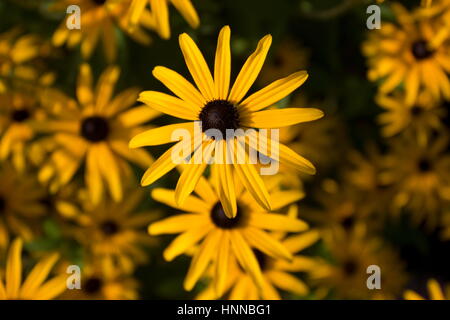 Rudbeckia dreamii (Coneflower) fiore giallo Foto Stock