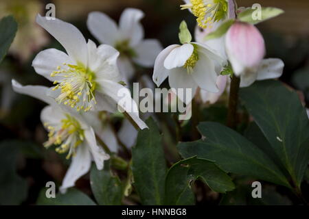 Helleborus niger christmas carol fiori in dicembre a febbraio (rosa di natale) Foto Stock