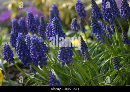 Muscari armeniacum uva giacinto blu fiore Foto Stock