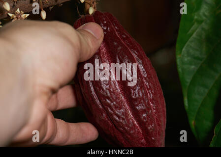 Raccolto di cacao frutta rossa su albero. Fattoria di cacao raccolto. Tenere premuto il cacao pod Foto Stock