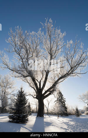 Trasformata per forte gradiente di cristalli di brina glisten su un retro-illuminato albero, Giant Springs State Park, Great Falls, MT. Foto Stock