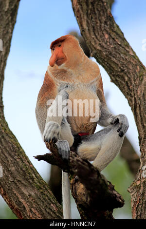 Proboscide scimmia, (Nasalis larvatus), maschio adulto in appoggio sulla struttura, Asia Foto Stock