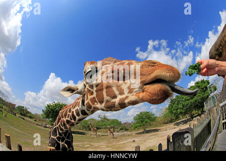 Giraffa reticolata, (Giraffa camelopardalis reticulata), dello Zoo di Miami, Miami, Florida, Stati Uniti d'America, Nord America, adulto alimentazione verticale Foto Stock