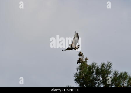 Nafplio, Grecia, 14 febbraio 2017.una specie di hawk Buteo buteo è in cerca di cibo in location a Nafplio.. Foto Stock