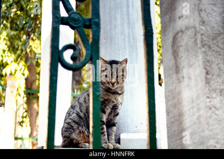 Bella tabby / striped gatto randagio. Si tratta di Galata area del quartiere di Beyoglu a Istanbul Foto Stock