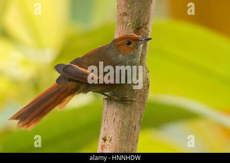 Rosso-di fronte Spinetail (Cranioleuca erythrops), El Queremal, Valle del Cauca Foto Stock