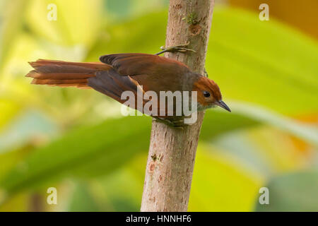 Rosso-di fronte Spinetail (Cranioleuca erythrops), El Queremal, Valle del Cauca Foto Stock