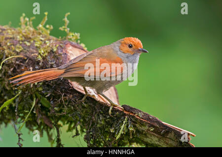 Rosso-di fronte Spinetail (Cranioleuca erythrops), Felidia, Valle del Cauca Foto Stock