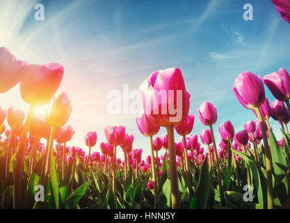 La luce del sole attraverso il red campo di tulipani. Bellezza Mondo. Europa Foto Stock