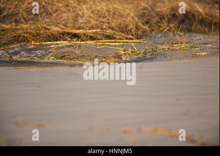 Nilo Corodile sul fiume Chobe, Botswana Africa Foto Stock