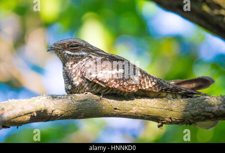 Nightjar europea sul ramo Foto Stock