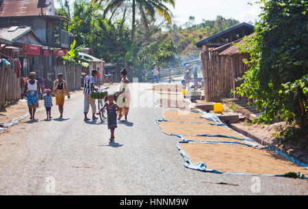 Il popolo malgascio sole-asciugando i chiodi di garofano (spezie) nella parte anteriore sulle loro case nel villaggio del Madagascar Foto Stock