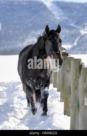 Bellezza nera Quarter Horse con un nero mane in piedi nel profondo, polvere di neve nei pressi di una recinzione in legno in un soleggiato Campo di fattoria in inverno. PA, Stati Uniti d'America Foto Stock