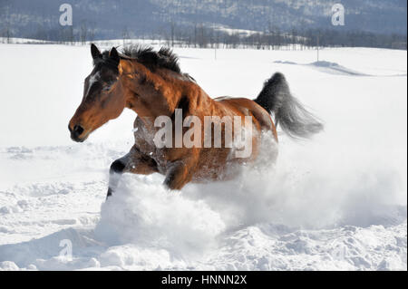 Chestnut Quarter Horse con un volto bianco e un nero la criniera e la coda in esecuzione nella neve profonda in un corralled, recintato, soleggiato Campo di fattoria in inverno. Foto Stock