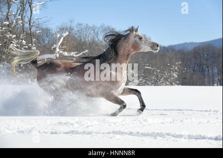 Horse Running in polvere di neve a piena velocità, la vista laterale di un bel Stefano Arabian mare, Pennsylvania, PA, Stati Uniti d'America. Foto Stock