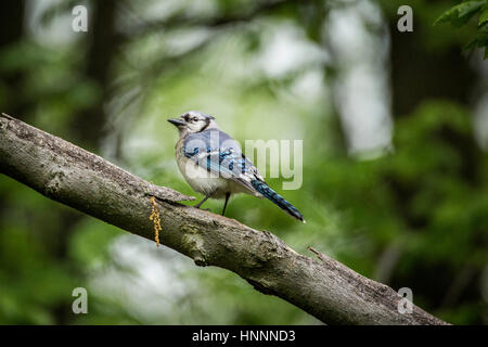 Basso angolo di vista blue jay appollaiate sul ramo in foresta Foto Stock