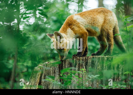 Vista laterale della volpe rossa in piedi sul ceppo di albero nella foresta Foto Stock