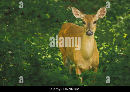 Ritratto di cervi in piedi sul campo da parte delle piante in foresta Foto Stock