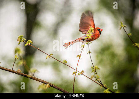 Basso angolo di visione del cardinale battenti in foresta Foto Stock