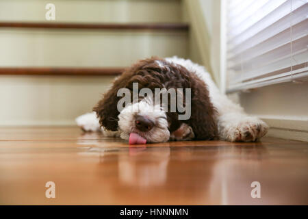 Close-up di Shih Tzu spuntavano lingua mentre dormono a casa Foto Stock