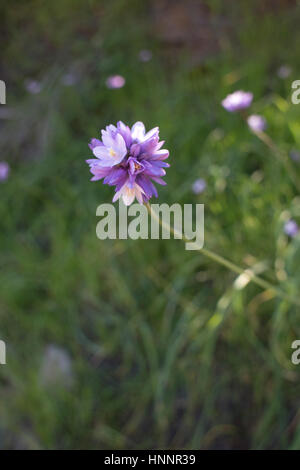 Piccoli fiori viola sull isola Catalina Foto Stock