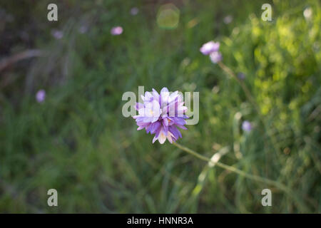 Piccoli fiori viola sull isola Catalina Foto Stock