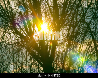 Il sole splende splendidamente attraverso i rami degli alberi Foto Stock