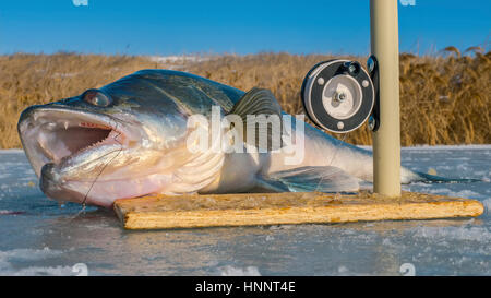 Il pikeperch con grandi denti su ghiaccio Foto Stock