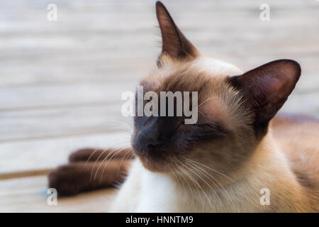 Vista ravvicinata di carino addormentato thai cat sul ponte di legno sfondo, il fuoco selettivo Foto Stock