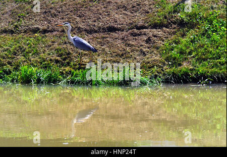 Riviera del Brenta, Veneto , Italia. Un Airone cenerino Ardea cinerea. Foto Stock