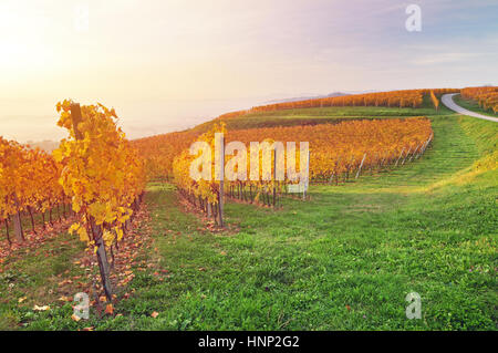 Colorato in giallo vigneto di inizio autunno mattina Foto Stock