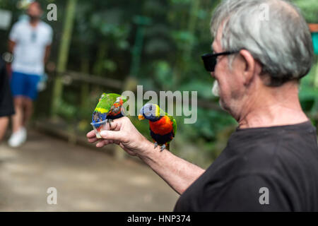 Parrot su un essere umano Foto Stock