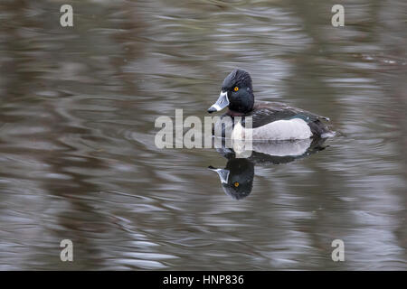 Anello di anatra a collo alto riflesso nell'acqua. Foto Stock