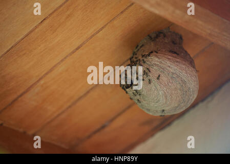 Pericoloso il nido di vespe sotto casa tetto in legno Foto Stock