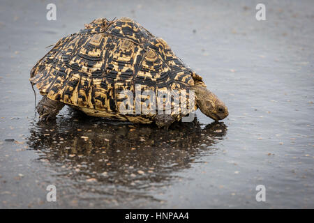 Leopard (tartaruga Geochelone pardalis) bere in acqua, parco nazionale Kruger, Sud Africa Foto Stock