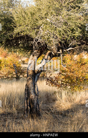 Leopard (panthera pardus) nasconde nella struttura ad albero, Riserva di Mashatu, tuli block, Botswana Foto Stock