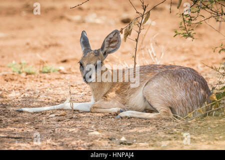 Sharpe's grysbok (Raphicerus sharpei), il Parco Nazionale Kruger, Repubblica del Sud Africa Foto Stock