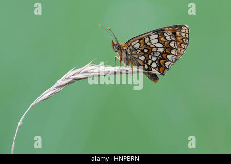 Heath Fritillary butterfly (Mellicta athalia), sull'erba seme head Foto Stock