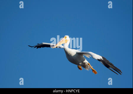 Un Americano bianco Pelican scivola a terra con le sue ali e piedi verso il basso con un luminoso cielo blu. Foto Stock