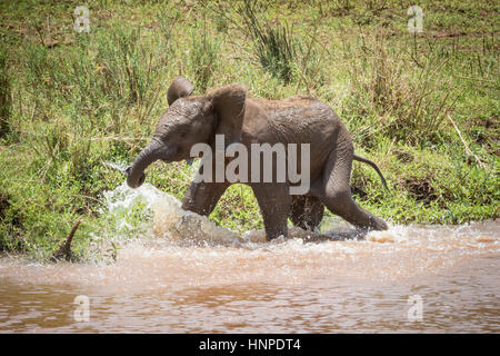 Elefante africano (Loxodonta africana), il Parco Nazionale Kruger, Repubblica del Sud Africa Foto Stock