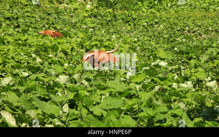 Due highland cattles rilassante e nascondere nella vegetazione profonda Foto Stock