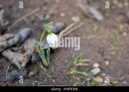 Snowdrop passando da terra per annunciare la molla Foto Stock